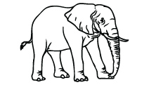 elephant